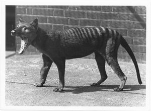 Nyt sukupuuttoon kuollut Tasmanian tiikeri eli Thylacine, 1914.